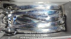 [진해] 준내만 4지급 텐빈 은빛 갈치 마릿수 쿨러 가득 조황 오늘 무조…