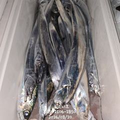 [마산] 왕갈치 손맛 굿굿굿!!특급포인트로 직행~~