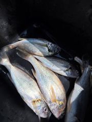 [통영] (08/20) 통영 풍화리 선외기 경동레저 백조기 무늬 조과