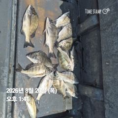 [마산] 돔앤돔호 오늘 2분조황 입니다.