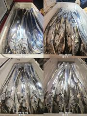 [여수플라워호] 20일 갈치 조황입니다. 010-2004-5524