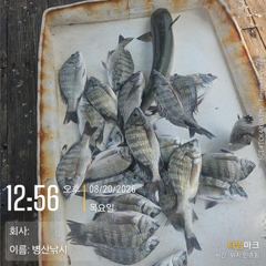 병산  8/20감성돔,농어 마리수 선외기흘림 및내만갯바위조황~~