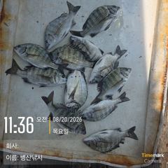 [고성] 병산 8/20 감성돔,농어 마리수 선외기흘림조황~~