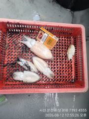 갑오징어 & 돌문어 출조