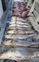 참돔조황 - 8/20 캐리비안호 씨알좋은 참돔 & 민어 Good 조황입니다 - 군산 캐리비안호