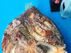 삼천포 돌문어 조황. 토일 출조합니다