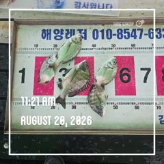 해양레저 흘림 감성돔 조황
