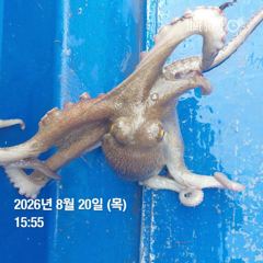 포항 종방) 제2대일호 8월 20일 문어조황