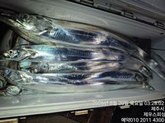 제주 제우스 피싱 19일 갈치 조황