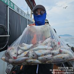 백/쭈/갑조황 - 26년8월19일 홍원항 백두산호 백조기 조황입니다.. - 홍원항 백두산호,배낚시,바다낚시