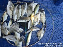 [고성] 마맀수감성돔들(흘림)