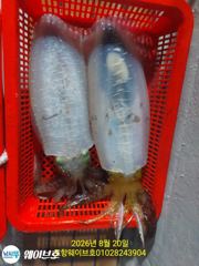 19일웨이브호팁런무늬오징어