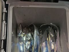 3지 4지 5지로 만쿨가나요 초반 분위기 좋습니다. 삼천포누리피싱 월요일부터 예약가능합니다