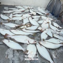 26.08.20 백사장항 무야호 다잡아 외수질 조황^^