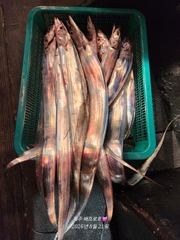 8월 20일 배프로 갈치텐빈