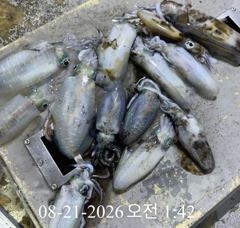 [ 무늬 팁런 ] 원줄로 느끼는 짜릿한 입질!!