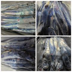 [통영대교피싱]비온뒤 살아나는 갈치 오늘 내일 자리여유