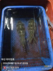 8월20일 무늬오징어
