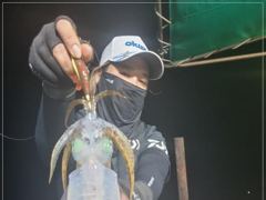 무늬오징어 걸었다 하면 고구마이상~