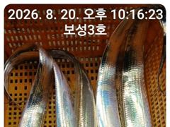 14석 보성3호  갈치가 완전 풍년입니다 만만쿨조황~~~계속 예약중 자리여유있습니다
