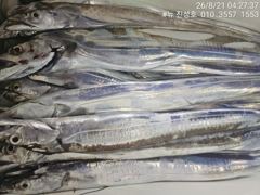 거제 뉴 진성호 8월 21일 야간 외줄 칼치 아침 조항입니다