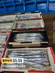 흥부낚시)3지 4지급들 계속 올라와요 일욜부터 자리는 여유