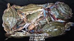 [군산] 8월20일 에르메스 꽃게 대박조황