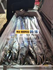 여수 청양피싱 8월 21일 입항조황
