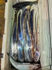 #14석 통영 민경호# 씨알이 너무 좋습니다