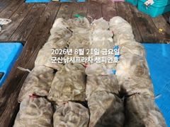 8/20일, 군산야간문어~~제대로 나와요~마릿수 대박-오늘도 야간문어갑니다~ ~~"생미끼, 민어,농어,광어 8월 평일~선비 빅이벤트(선비8만)"~~군산 챔피언호