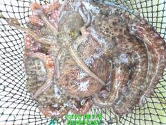 [진해] 8월21일 /실시간문어 아침엔 잠잠, 조류 바뀌니 폭발! 두 자…