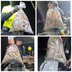8월 20일 야간 문어 조황!!  매일 주.야간 출조 합니다!!