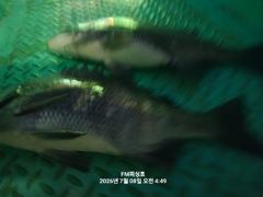 (FM 피싱호 ㅡ감성돔흘림)~주말출조 (오전낚시)내일 정상출조합니다
