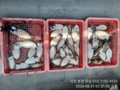 뉴아재피싱 오늘 무늬팁런 예약중!!