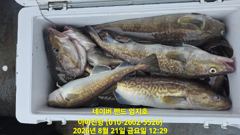 2026 08 21 대구라바