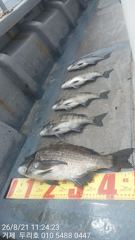 감성돔 4짜외 조황