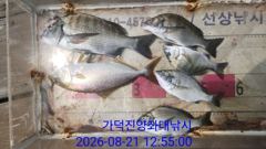 [부산] 가덕천성진양 감성돔 좌대조황 26년8월21일 금