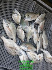 [통영] 선외기 흘림 조황입니다