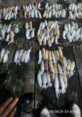 무늬팁런 초초대박 K오바,800그람 다수!! 엄청납니다~!! 오늘 자리널널 예약가능