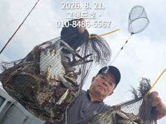 8/21일, 군산 주간꽃게 "끝내줘요"~잘 나오고 있어요~굿조황…