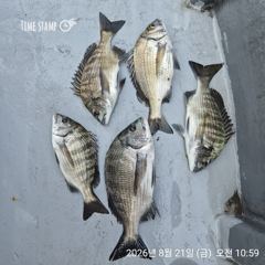 [마산] 해상월1ᆢ감성돔 조황임니다!!(토ㆍ일 예약가능)