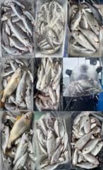 오늘의조황 - 8월20일 황금빛 팔뚝 부세 왕백조기 쿨러 대박 조황 - 홍원항 한스타호