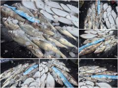 오늘의조황 - [ 아트호 ] 8월 21일 [ 소수정예 - 대박 민어 조황 !! + 농어 외수질 ] [ 인천배낚시 청마피싱 / 인천선상낚시 / 인천낚시배 ] - 인천 영종도 선상낚시 청마피싱,피싱스토리
