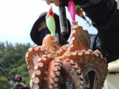 [진해] 8월21일/문어6분 장원25수21수외 마리수 우당탕탕!! 대박조…