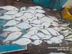 군산바다하리호 8월 21일 11분 농어 민어 광어 조황입니다