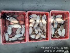 갑오징어!