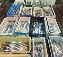 21일,준내만 왕갈치 3지,4지 용가리가 쏟아집니다,매일출항(일~예약가능)