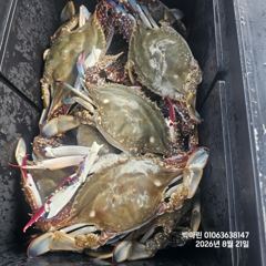 꽃게낚시~♪ 8 . 21( 금요일 ) [[[ 무창포프로낚시 ]]] <<<<<< 빅 마 린 >>>>> 꽃 게 조황보고....