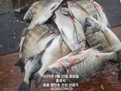 [통영] 유촌 형만레저 선외기 문어.감성돔 조황입니다.토.일여유