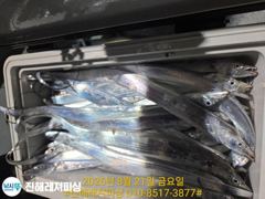 내만칼치ㅡ바글바글ㅡ씨알. 마릿수 폭발(토/일ㅡ예약가능)